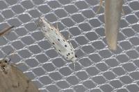 Ethmia terminella