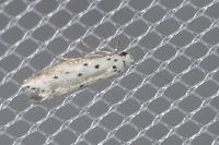 Ethmia terminella