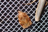 Archips xylosteana