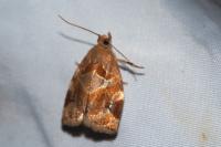 Archips xylosteana