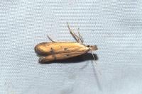 Mesophleps ochracella