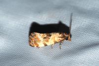 Neocochylis molliculana