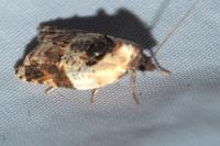 Acleris variegana