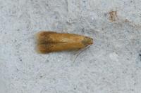 Tischeria ekebladella