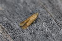 Tischeria ekebladella