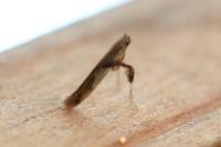 Caloptilia honoratella