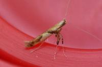 Caloptilia honoratella