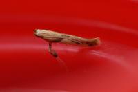 Caloptilia honoratella
