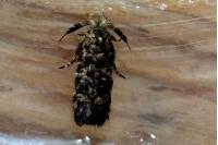 Ochsenheimeria taurella