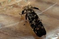 Ochsenheimeria taurella