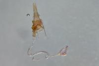 Coleophora spinella