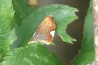 Acleris holmiana