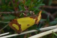 Agapeta zoegana