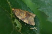 Epagoge grotiana