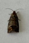 Cydia pomonella