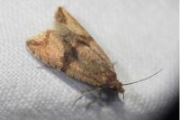 Celypha striana