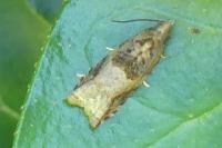 Rhopobota naevana