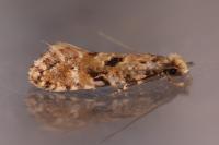Nemapogon ruricolellus