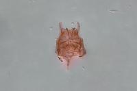 Nemapogon ruricolellus