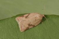 Acleris ferrugana
