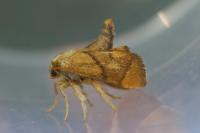 Apoda limacodes
