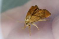 Apoda limacodes