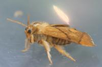 Apoda limacodes