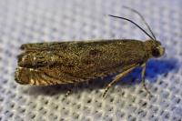 Cydia gr. succedana