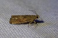 Cydia gr. succedana