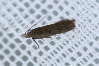Bryotropha terrella