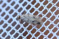 Borkhausenia nefrax