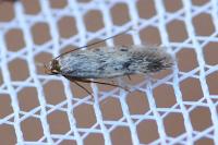 Borkhausenia nefrax