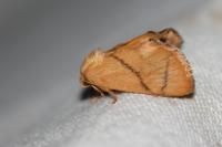 Apoda limacodes