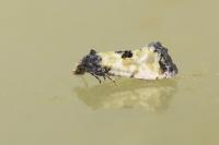 Neocochylis dubitana