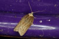 Acleris hastiana