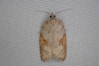 Acleris sparsana