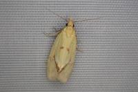 Agapeta hamana