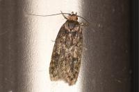 Hofmannophila pseudospretella