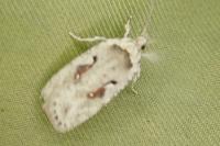 Agonopterix ocellana