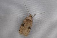 Agonopterix propinquella