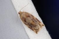 Archips xylosteana