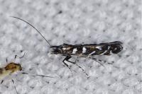 Parectopa ononidis