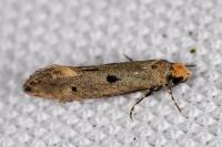 Tinea trinotella