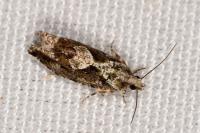 Zeiraphera isertana
