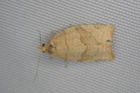Pandemis cerasana