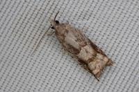 Rhopobota naevana