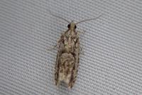 Zeiraphera isertana
