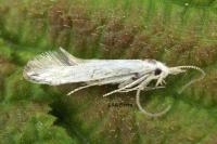Coleophora kuehnella