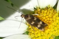 Scythris scopolella