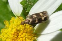 Scythris scopolella